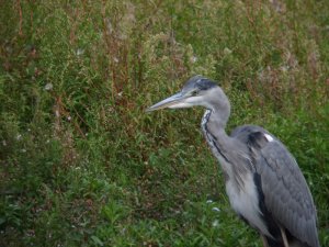 Grey Heron