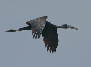 African Openbill Stork