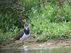 Lapwing