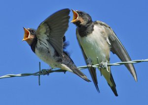 Young swallows