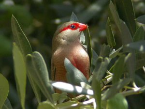 Common Waxbill