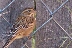 Clay-colored Sparrow 1