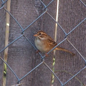 Clay-colored Sparrow 2