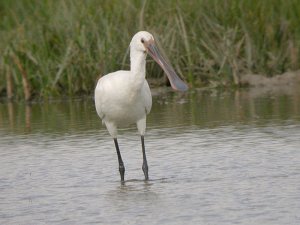 Spoonbill