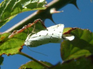 White Ermine Moth (Spilosoma lubricipeda)