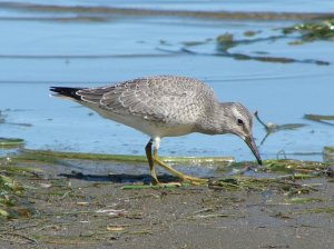 Red Knot (juvenile)