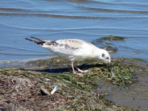 Bonaparte's Gull (juvenile)