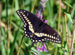 Black Swallowtail