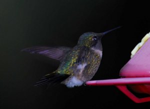 Ruby Throated Humming bird