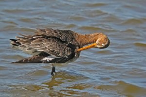 Black-tailed Godwit