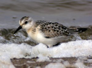 Sanderling in the surf