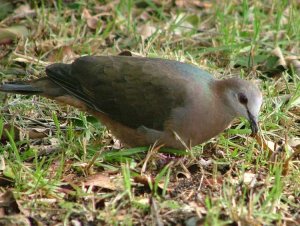 Lemon Dove