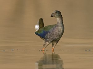 Purple swamp-hen