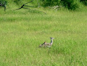 Kori Bustard & Southern Carmine Bee-eaters