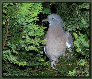 Young Wood Pigeon