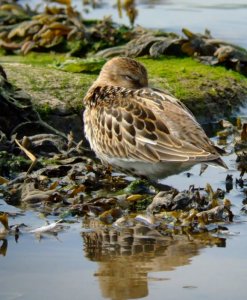 Another Dunlin shot!