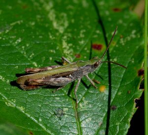 Another Grasshopper