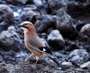 Eurasian Jay