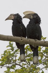 man and female silvery-cheeked hornbill