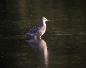 Juv Curlew