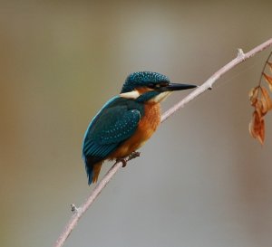 Kingfisher