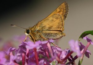 I believe this to be a "Sachem Skipper" feeding on Butterfly Bush