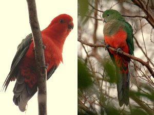 King Parrots