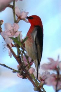 Scarlet Honey Eater