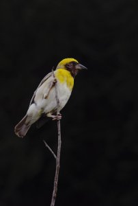 BAYA WEAVER