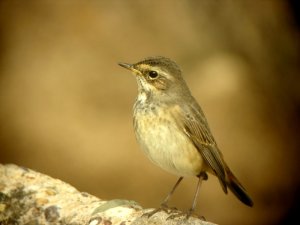 Bluethroat