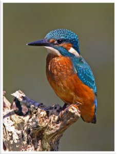 Kingfisher