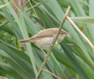 Reed Warbler