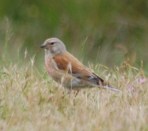 Linnet