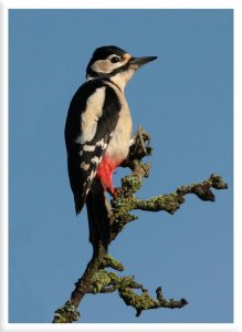 Great spotted woodpecker