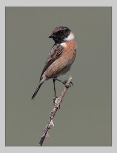 Stonechat