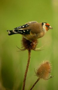 Goldie on Teasel