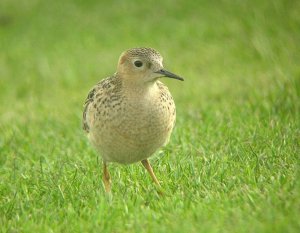 Buff Breasted sandpiper