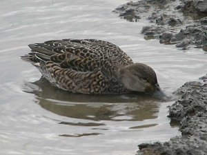 Female Teal