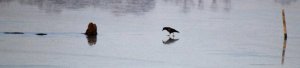 Carrion Crow on Ice