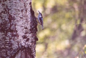 Nuthatch on Wild Cherry Tree