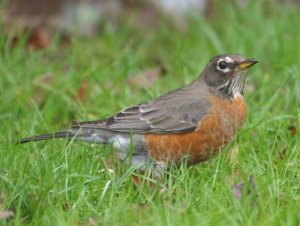 American Robin