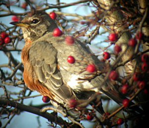 American Robin