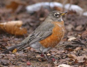 American Robin