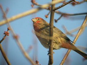 House Finch