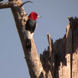 Red-headed Woodpecker