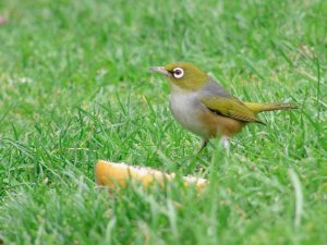 Silvereye