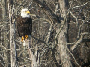 Bald Eagle