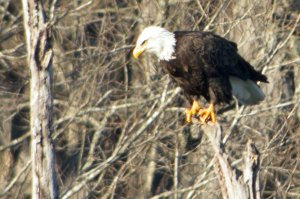 Bald Eagle