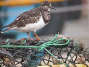 Turnstone