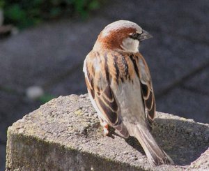 House Sparrow